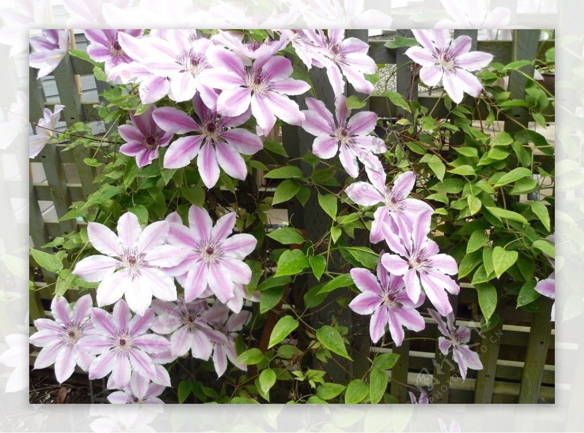 浅紫色花朵图片