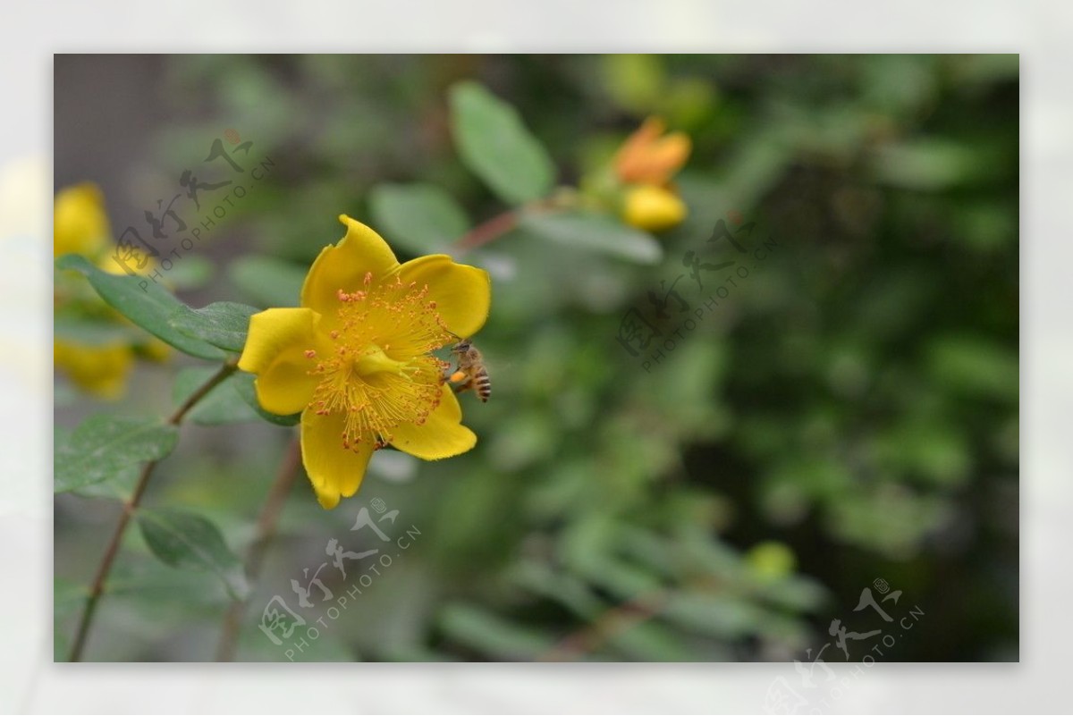 鲜花图片