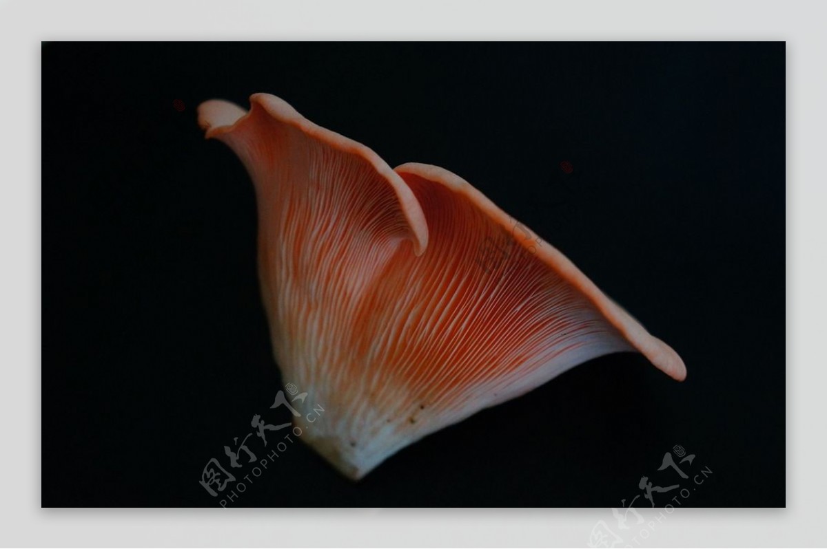粉嫩嫩的桃红平菇图片