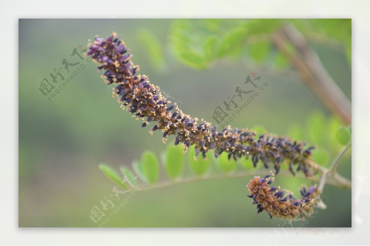 紫穗槐图片