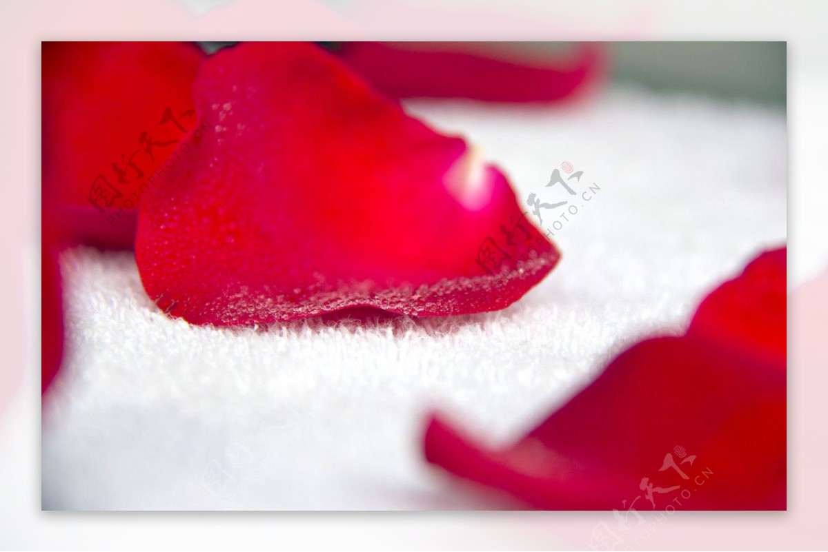 玫瑰花瓣水滴图片
