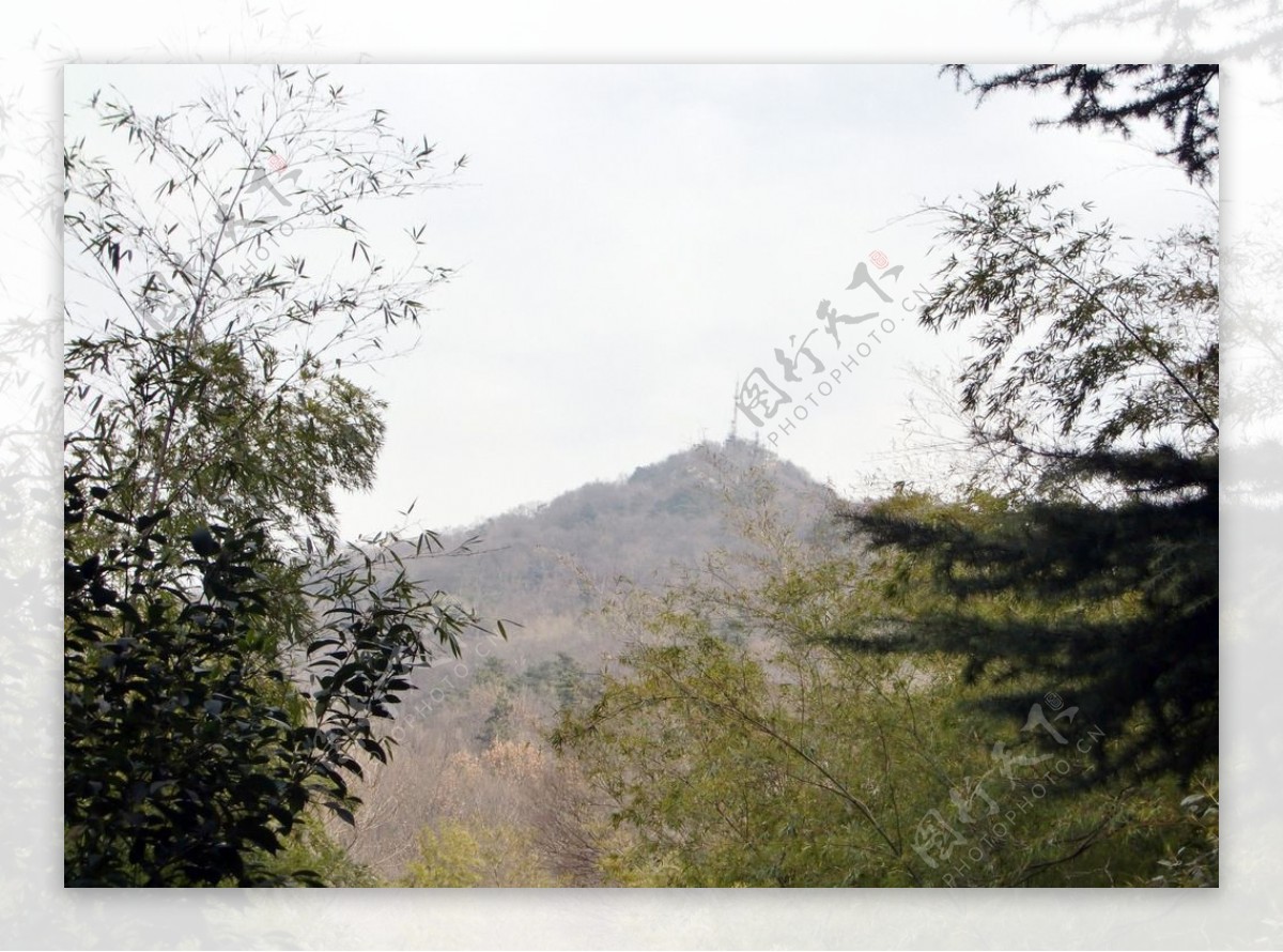 风景树木山图片