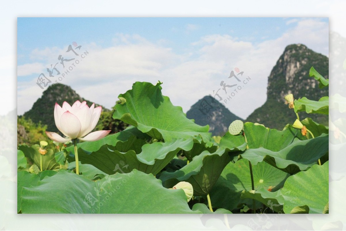 荷花风景非高清图片