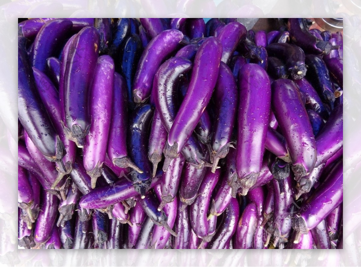 紫茄子图片