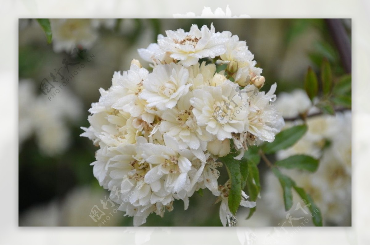 木香花图片