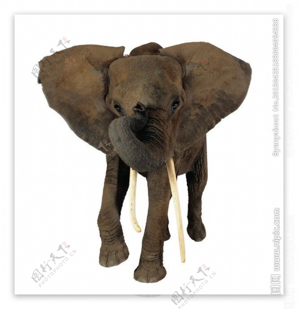 非洲象大象图片
