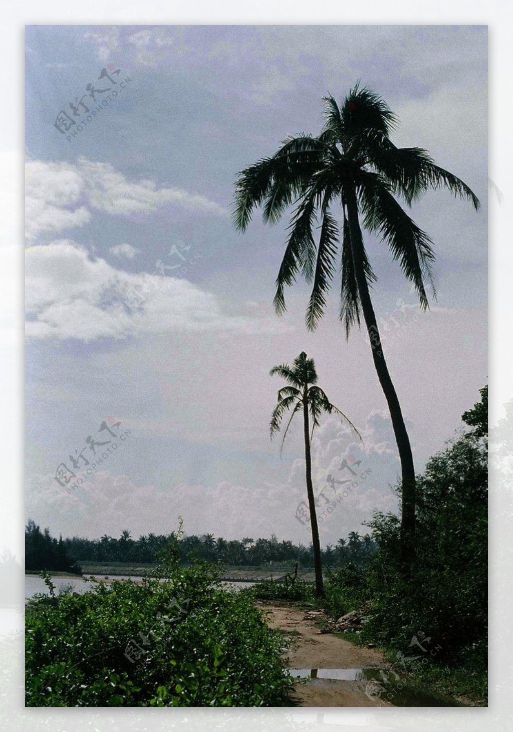 路边的椰子树图片