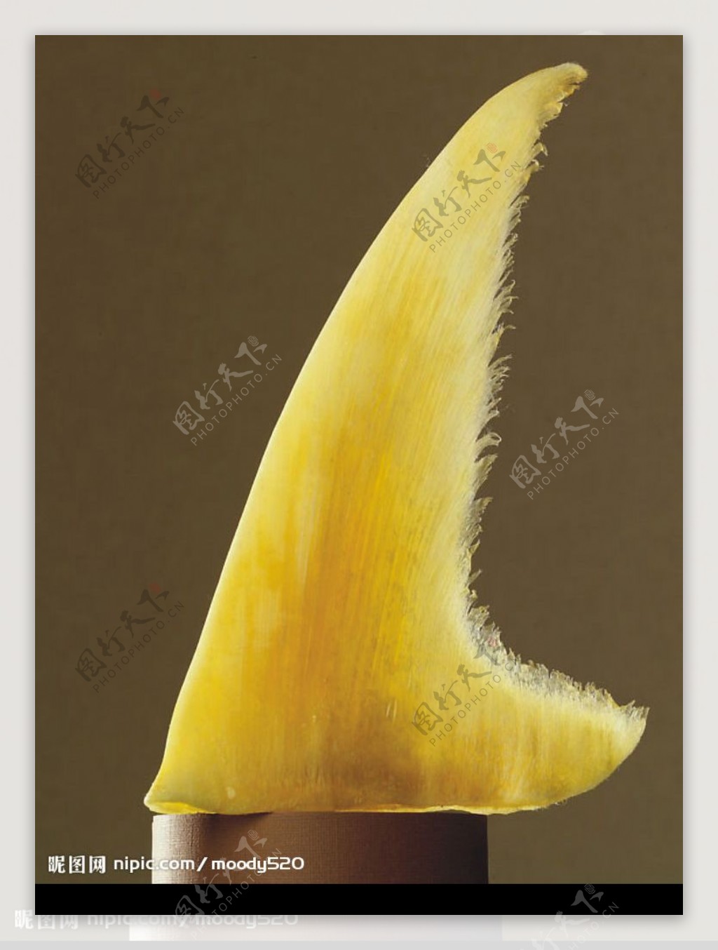 黄焖鱼翅图片素材-编号14803947-图行天下