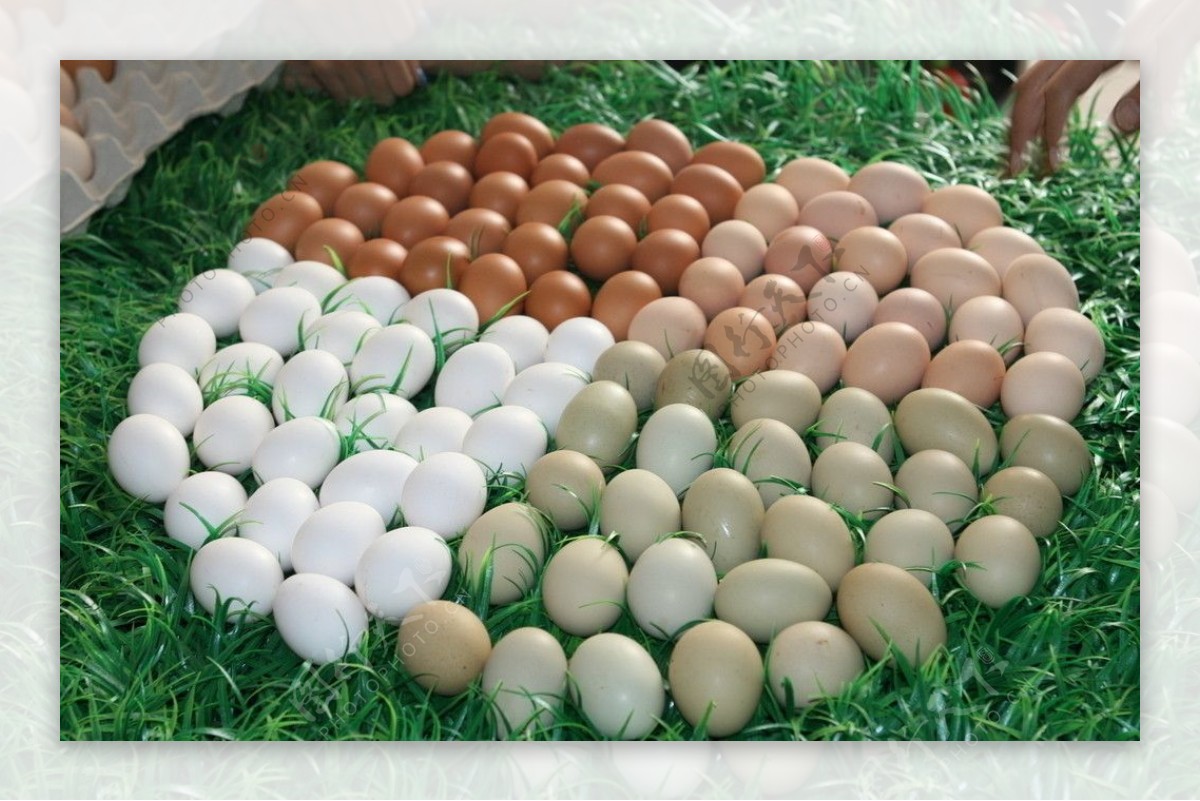 草地上的鸡蛋图片