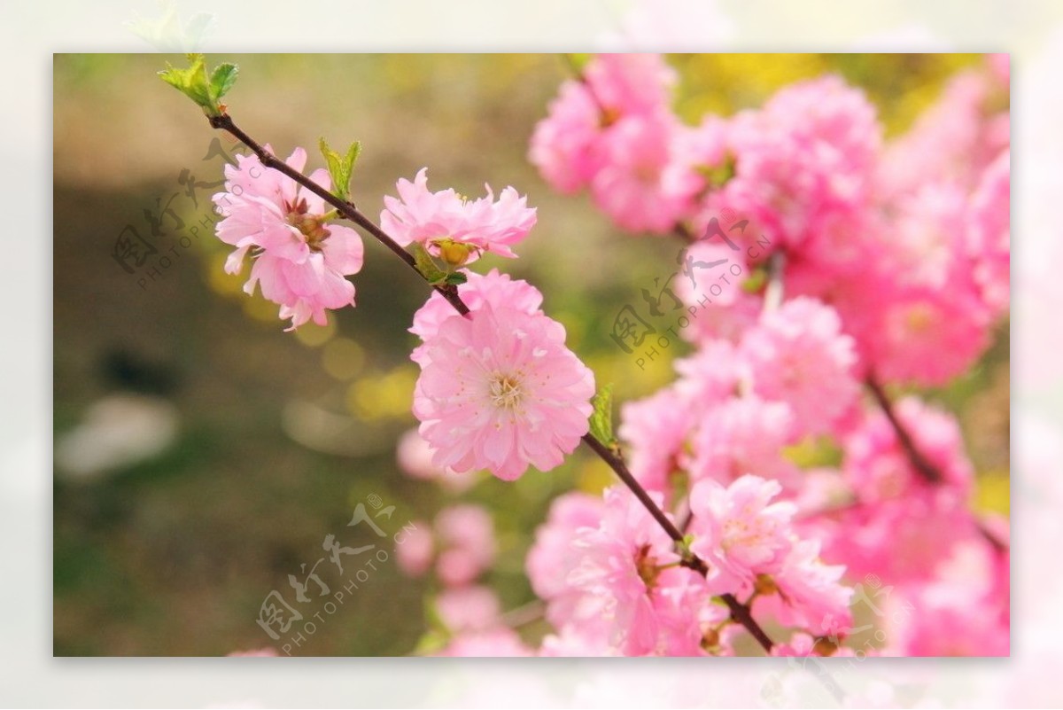 桃花正浓图片