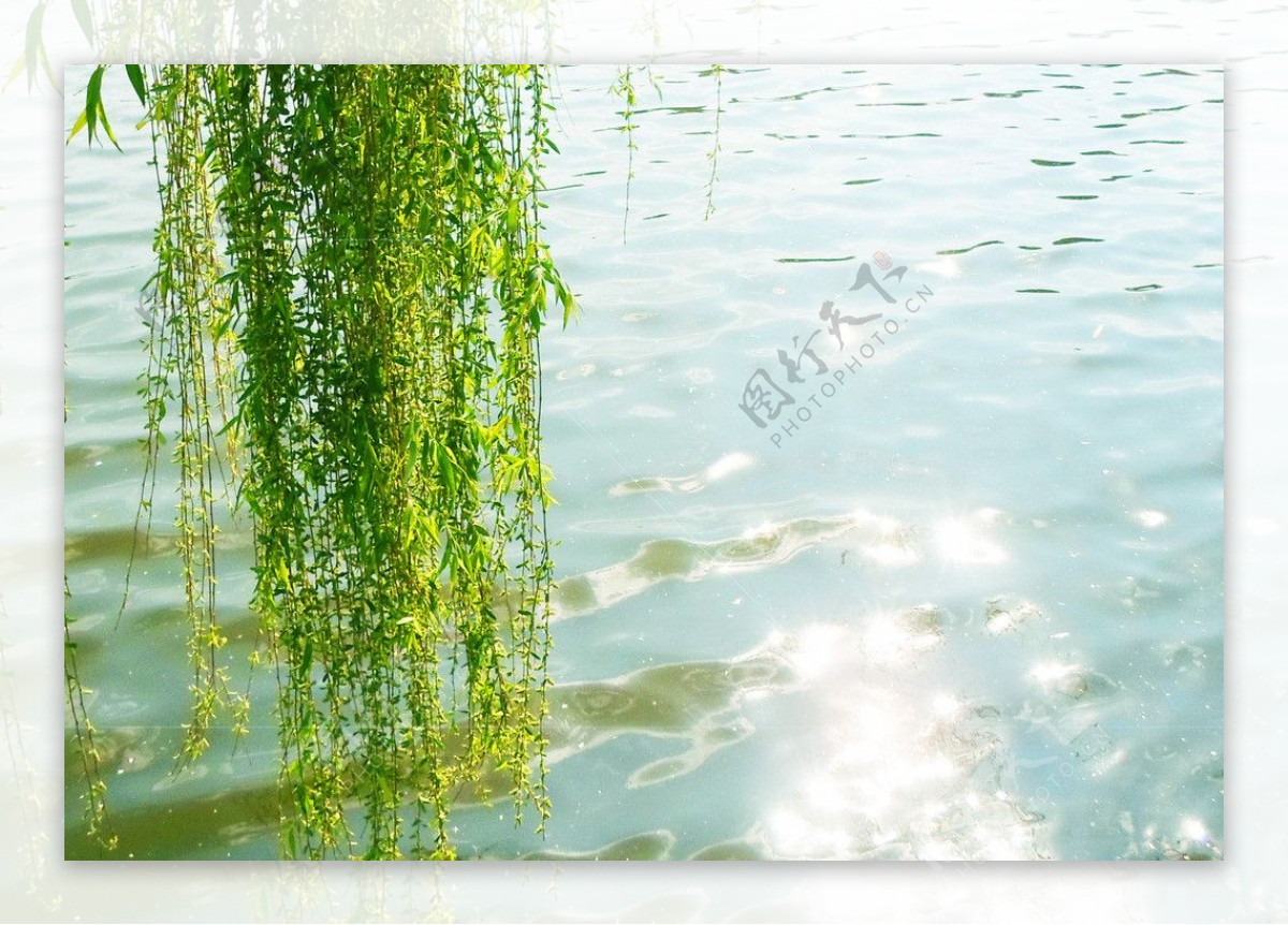 湖光翠柳图片