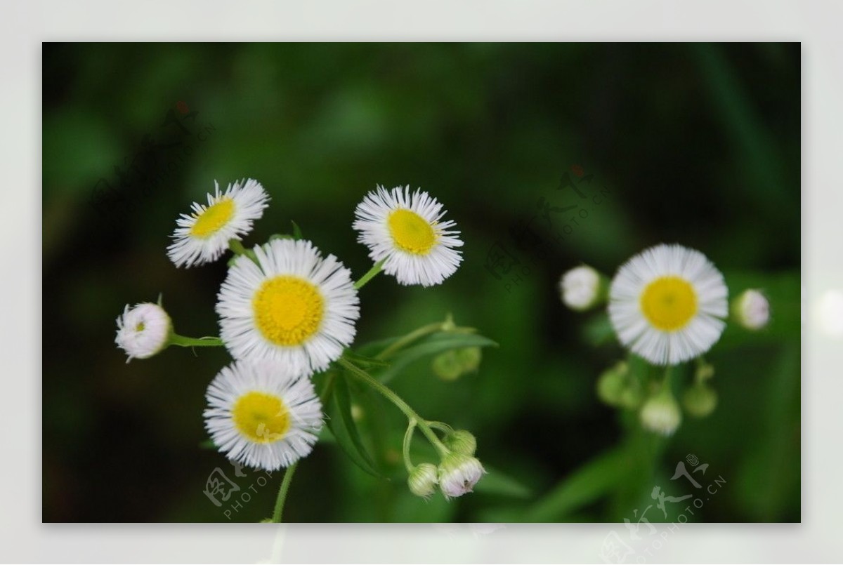 小白花野花图片