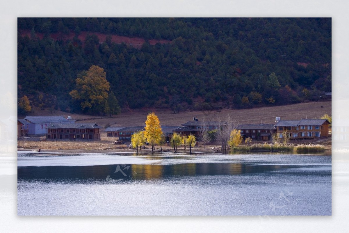 泸沽湖相依相偎的情人树图片