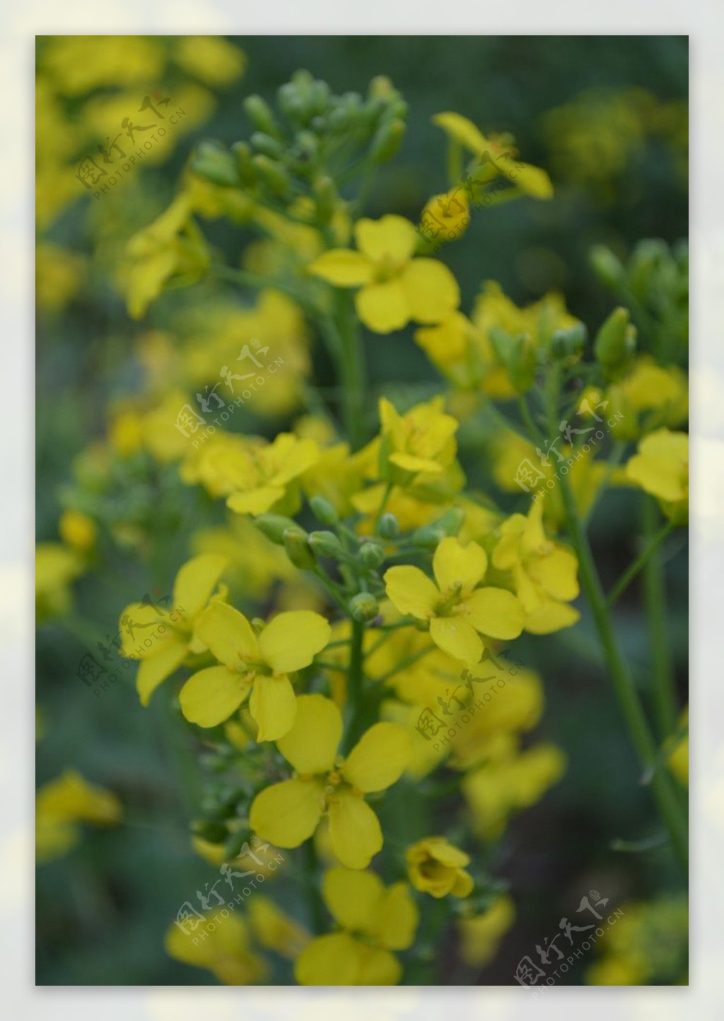 油菜花开图片