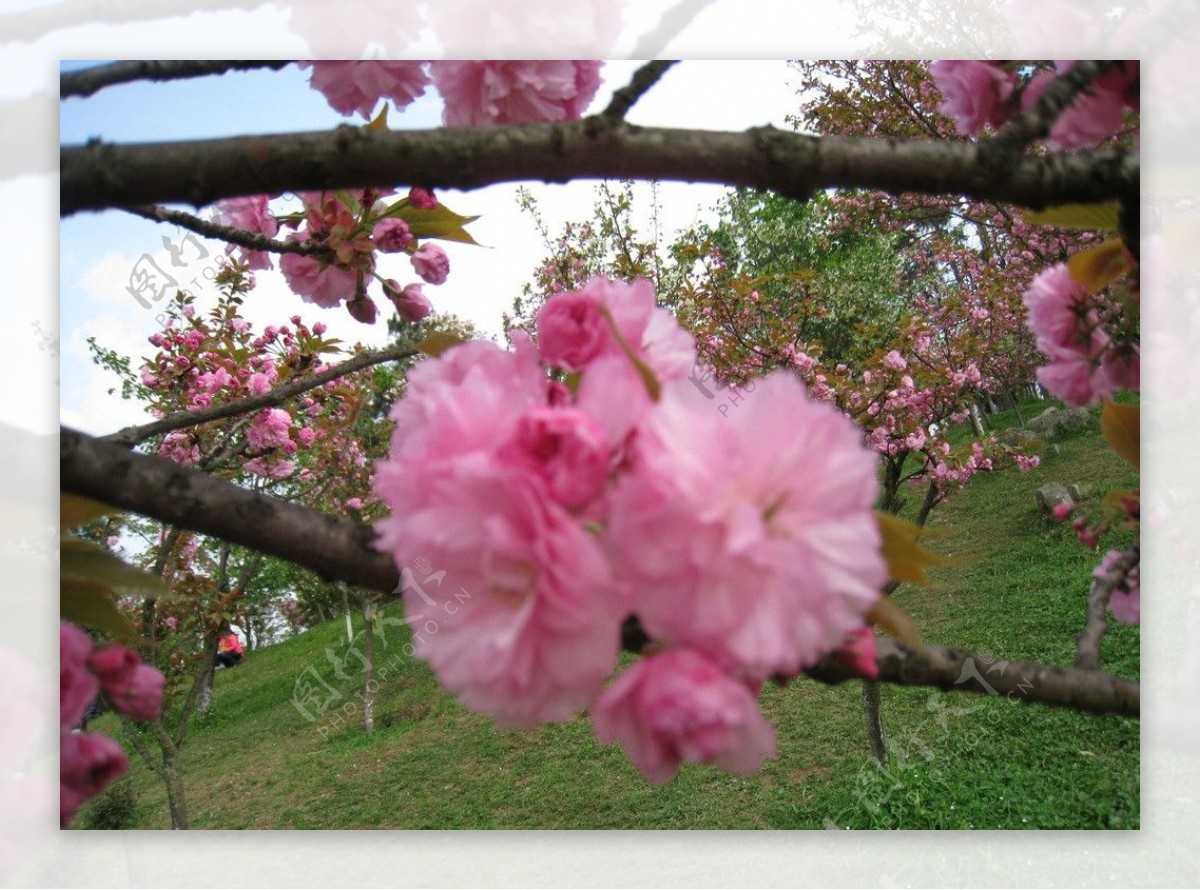 春季花开图片