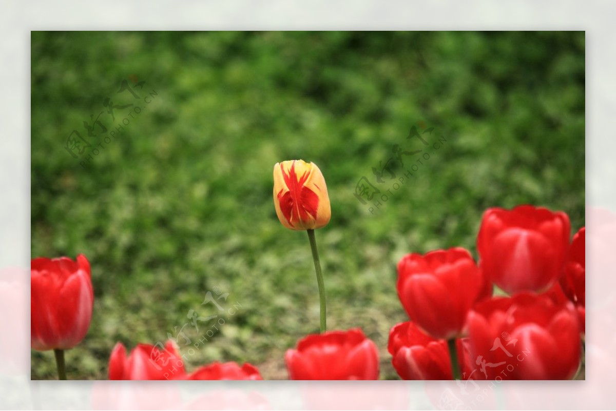 郁金香节图片