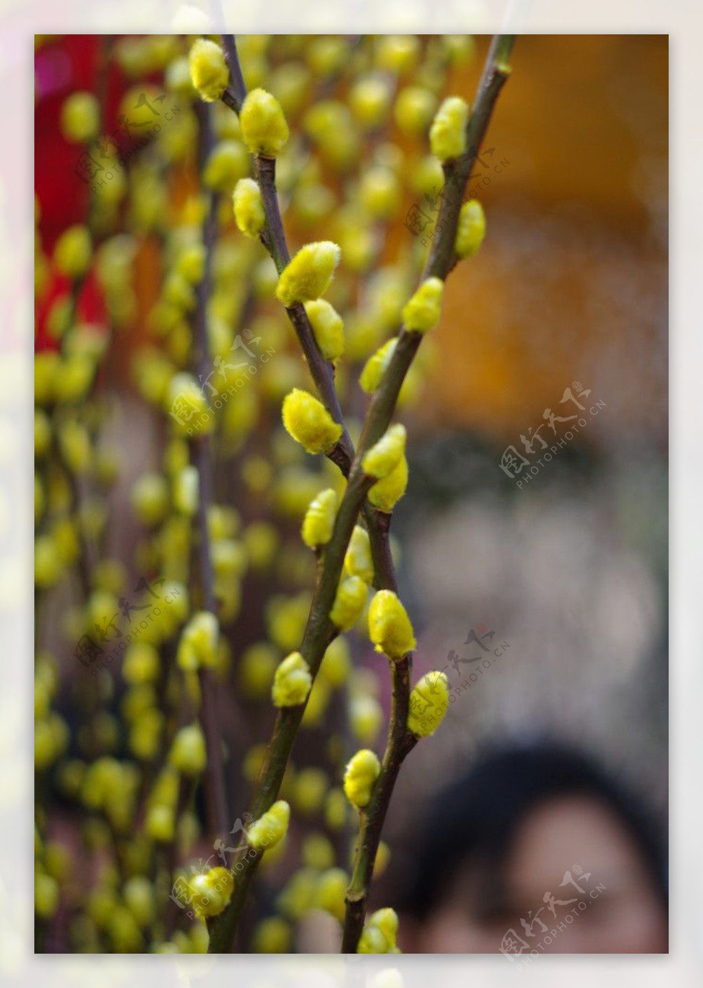 花街桃花枝图片