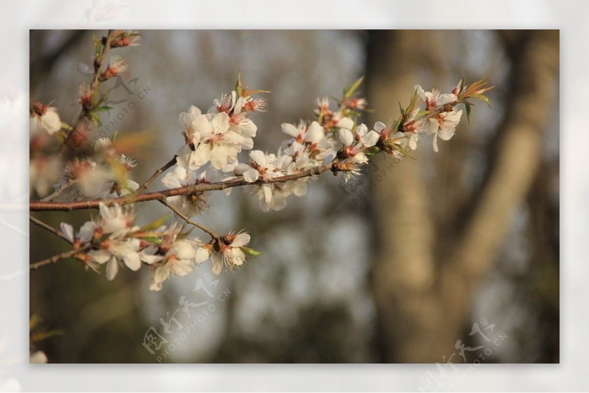 桃花图片