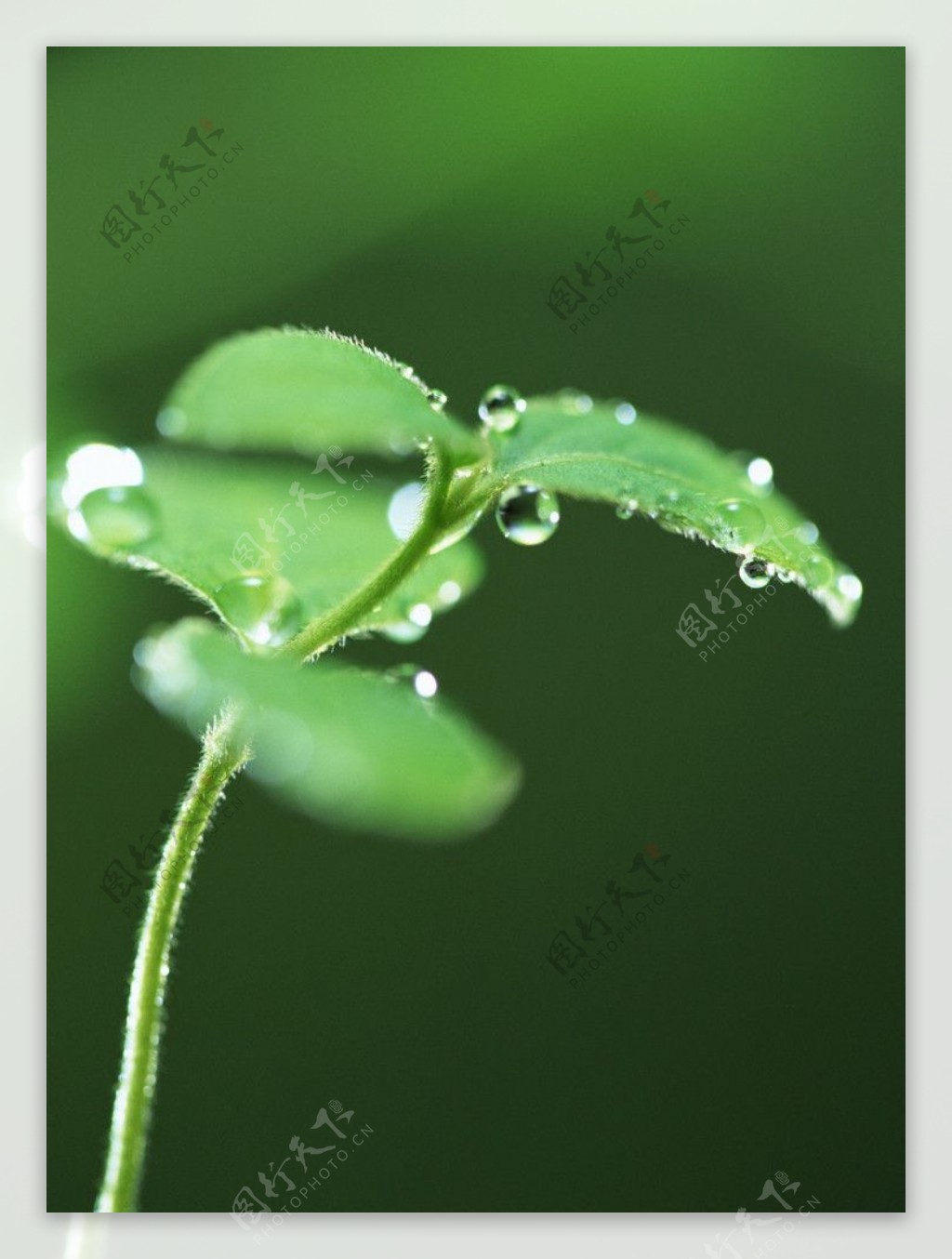 小草水珠图片