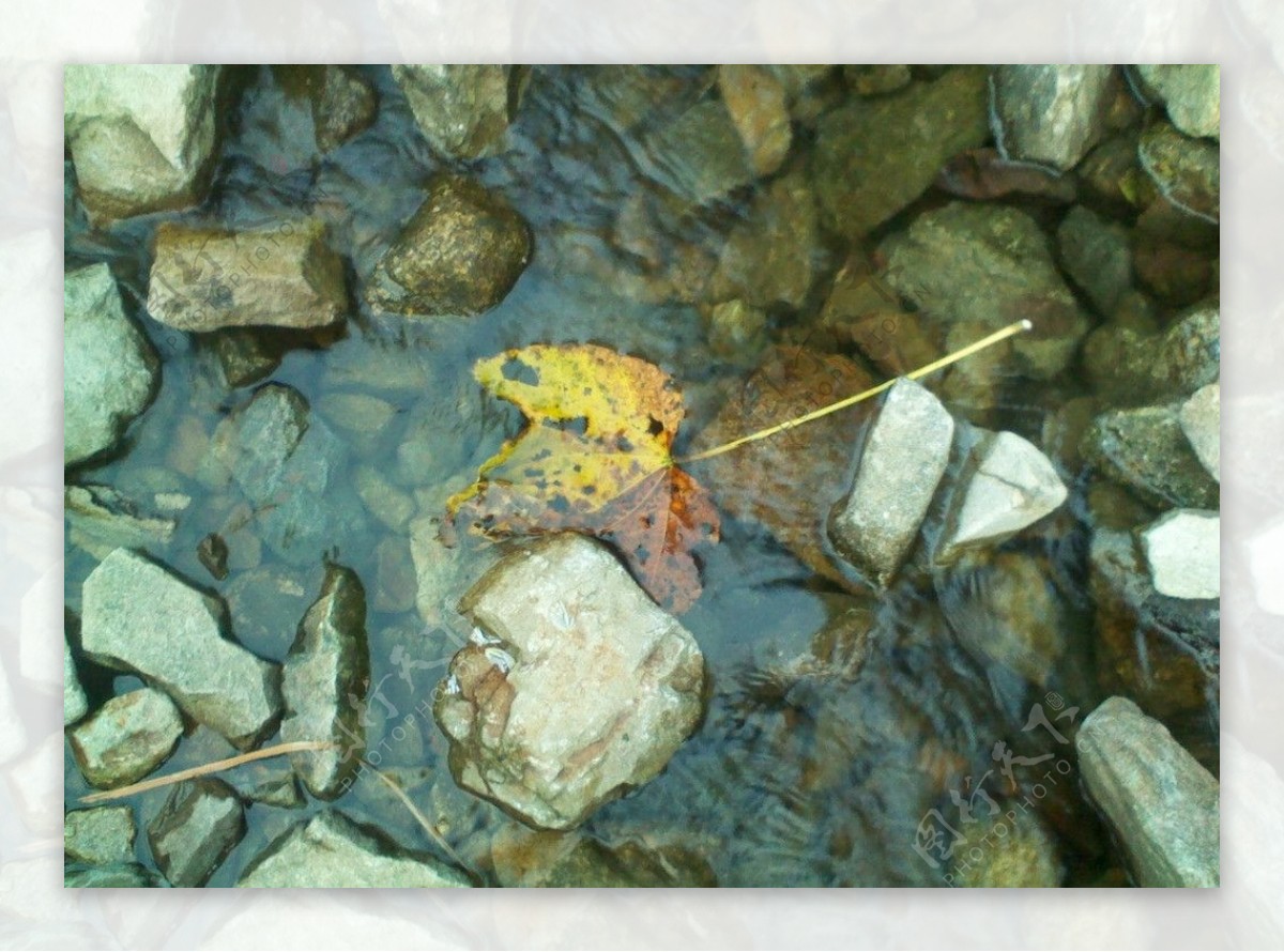 落叶流水图片