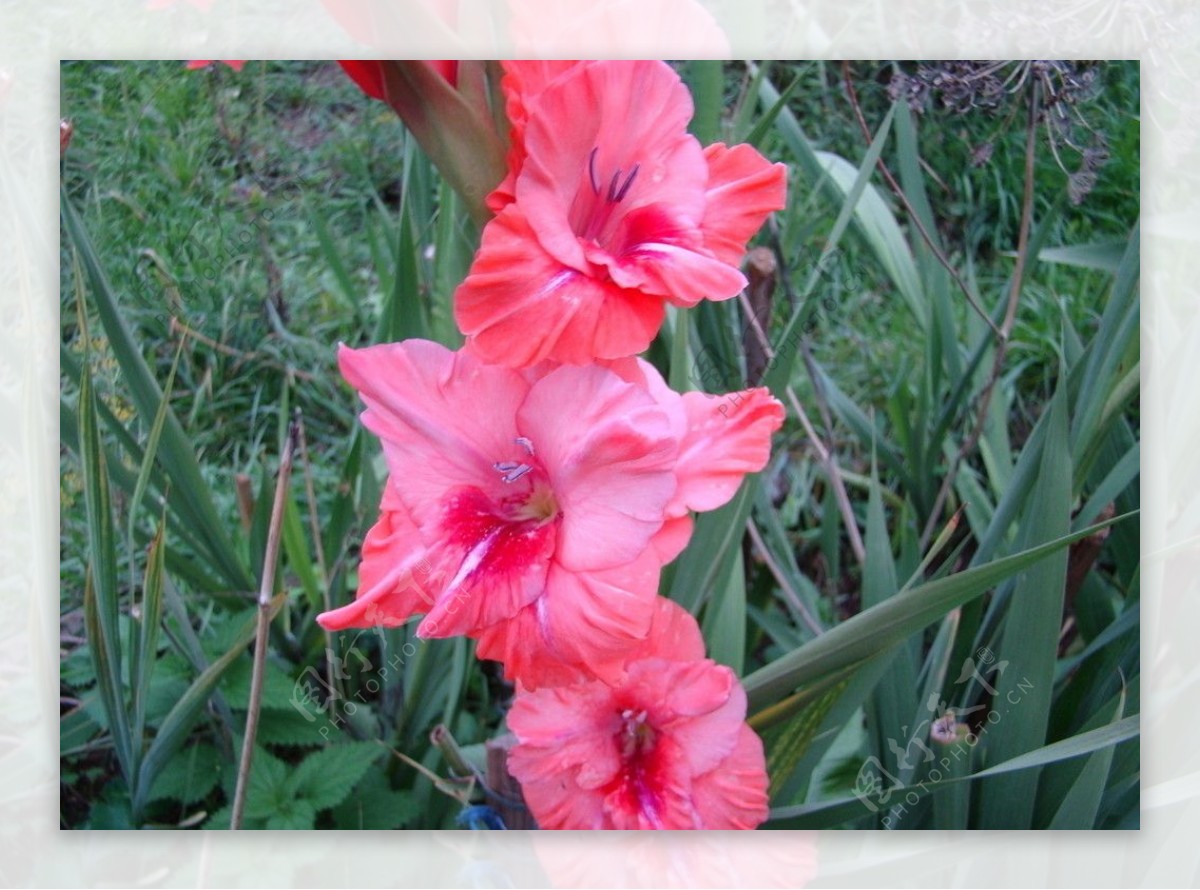 一朵华美的洋红色剑兰花的顶视图被隔绝反对绿色叶子背景 库存照片. 图片 包括有 红色, 本质, 粉红色 - 154119816
