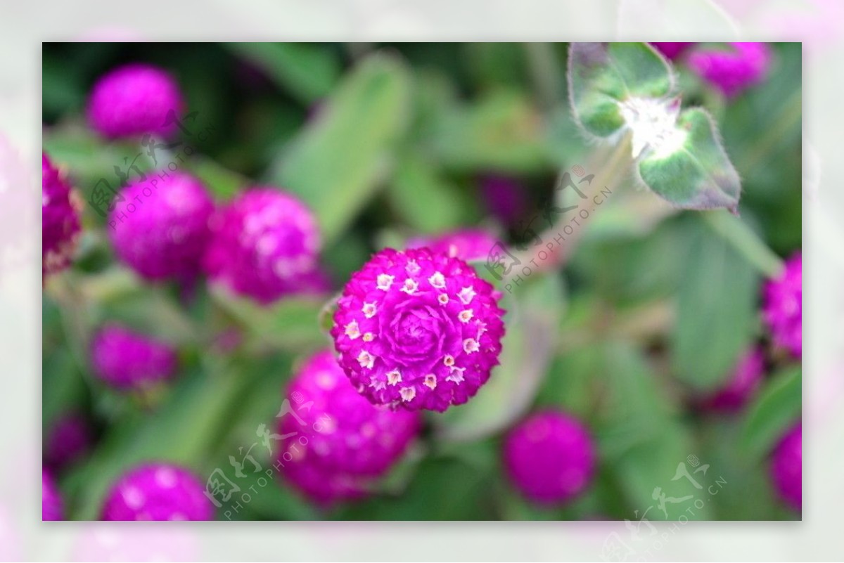 绝美紫色花朵图片