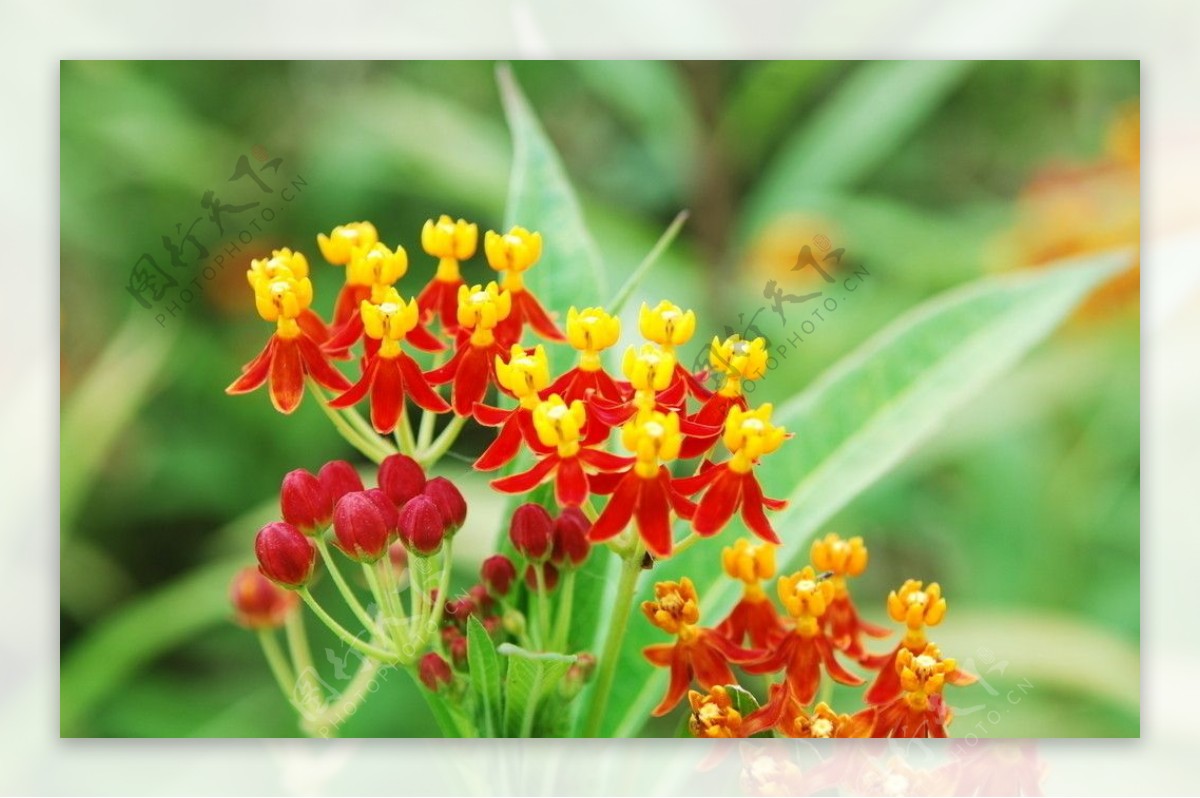 鲜花图片