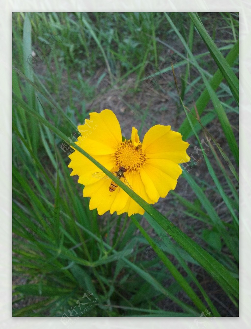 小黄花图片