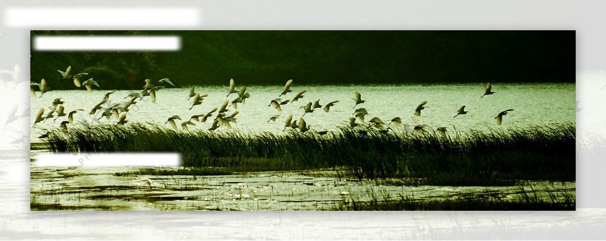 白鹭飞舞图片