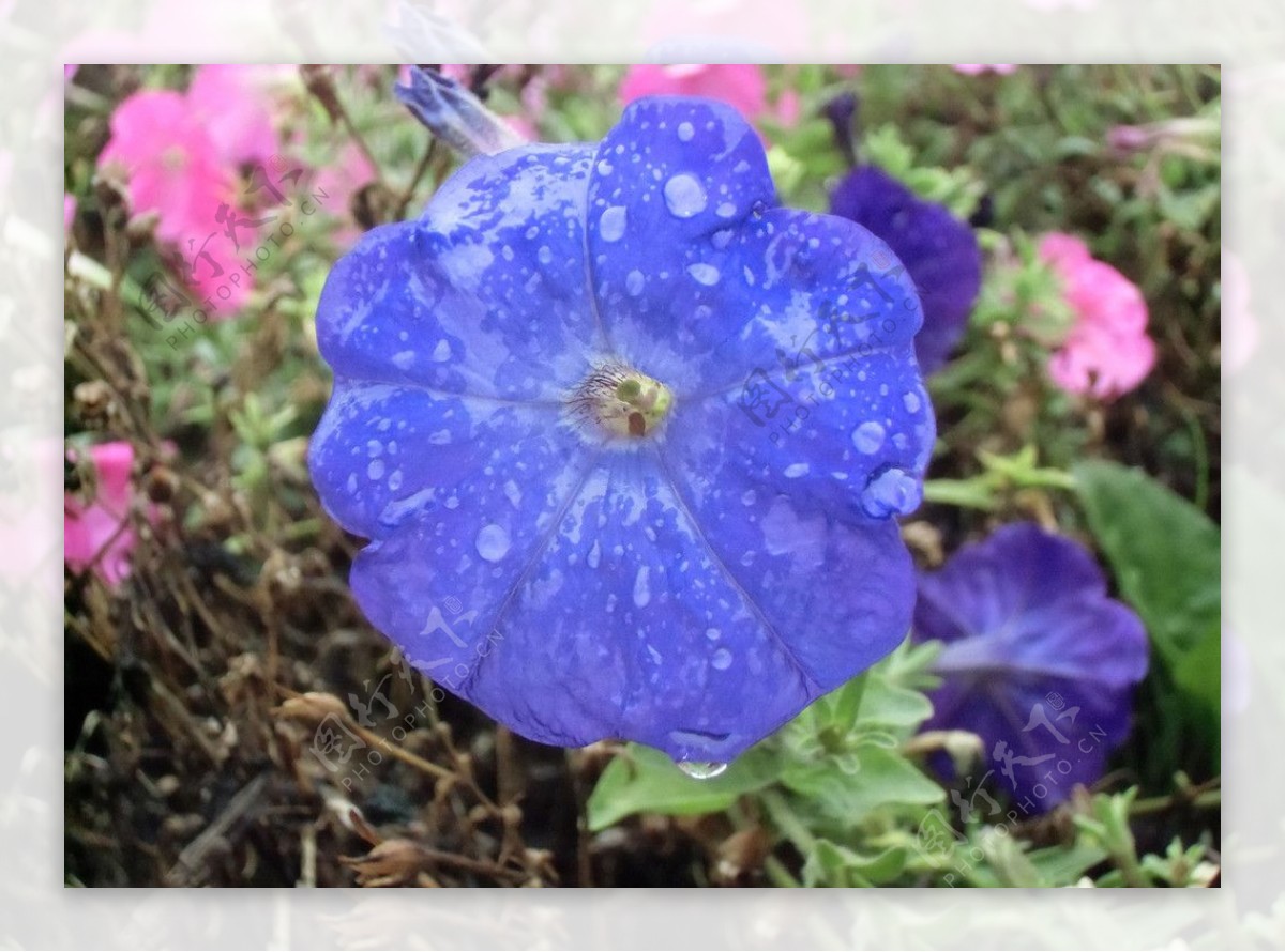 雨后的喇叭花图片