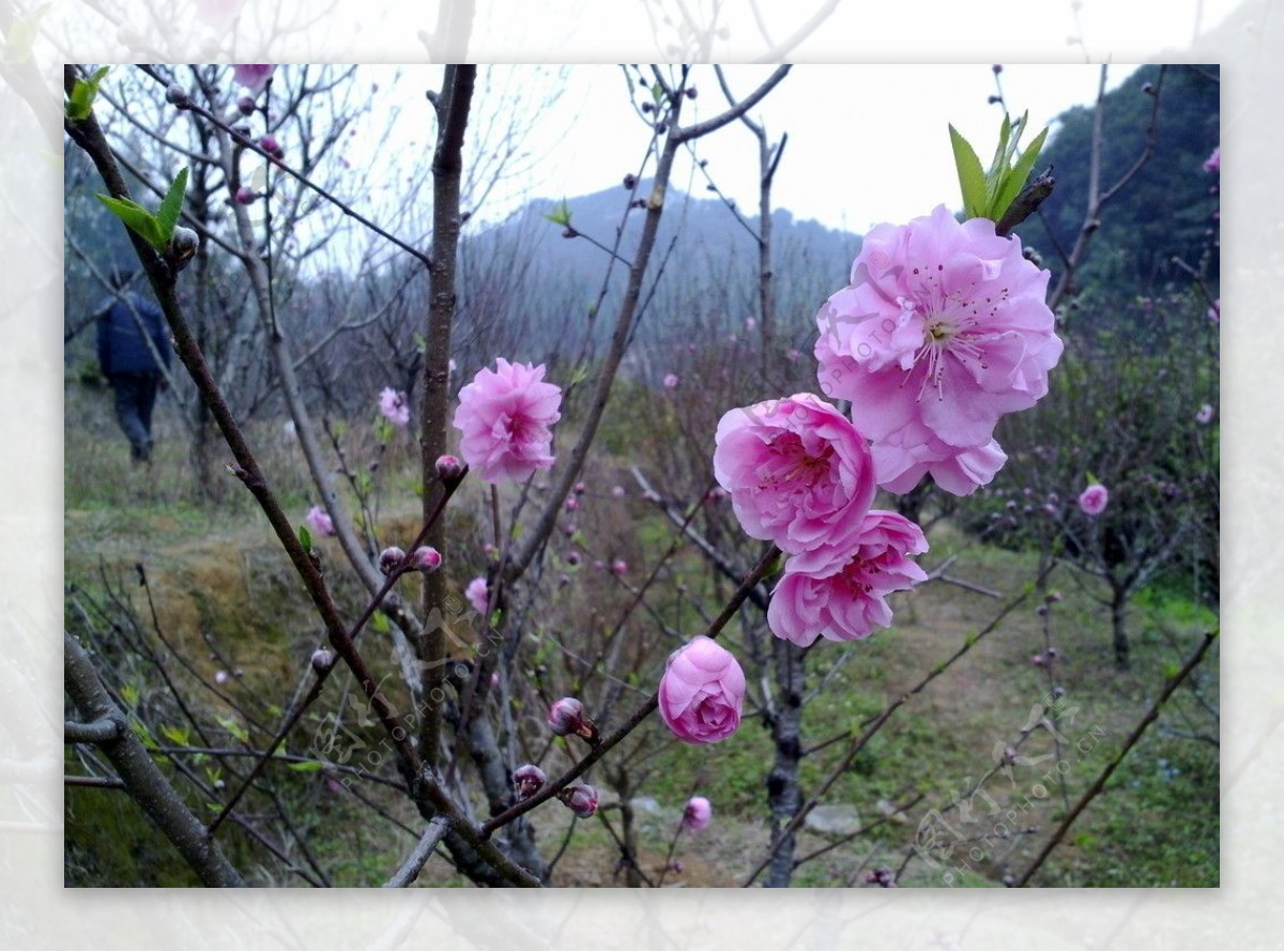 桃花图片