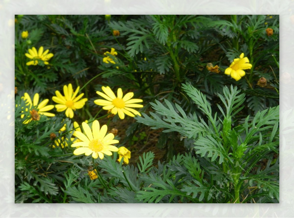 盛开的黄色花儿图片