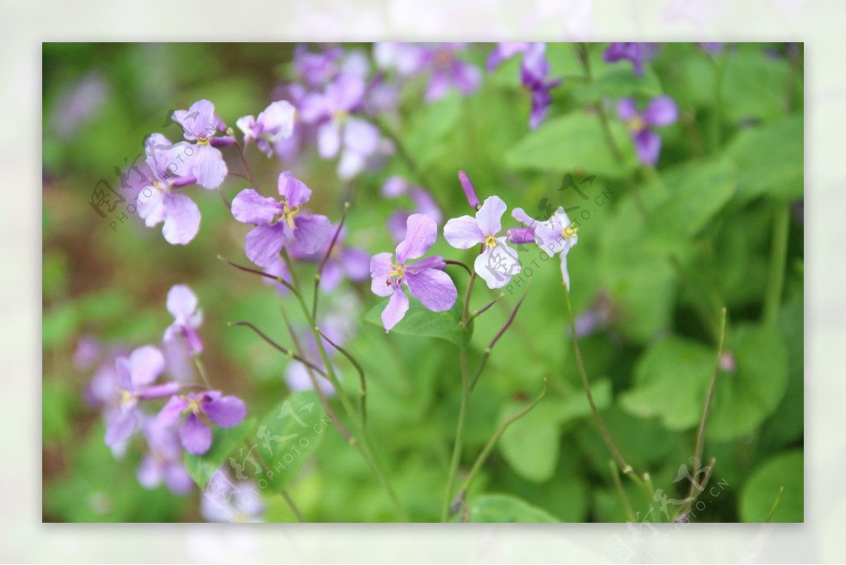 紫花野花公园图片