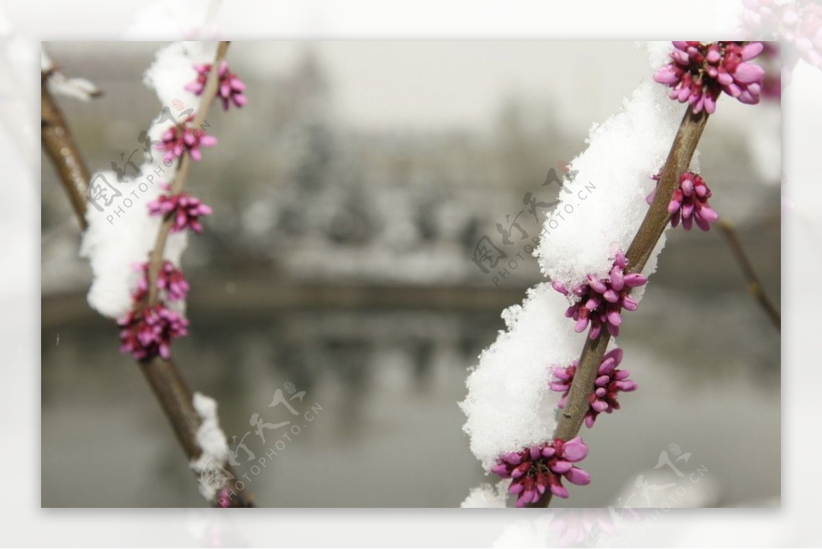 春雪压桃花图片