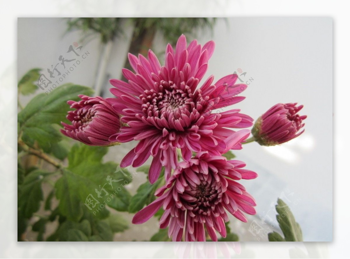 紫红色菊花图片