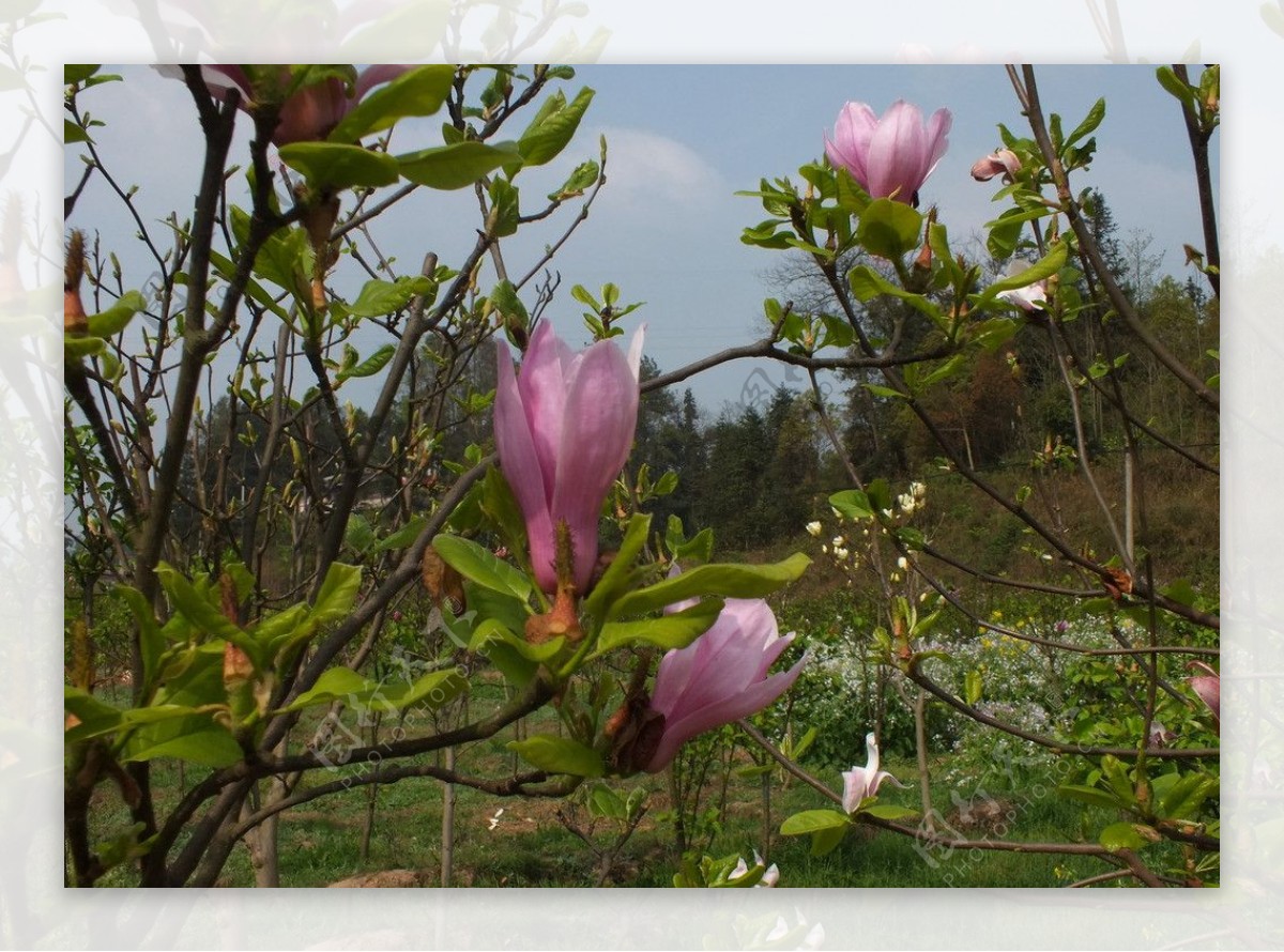 植物园景观摄影粉玉兰图片