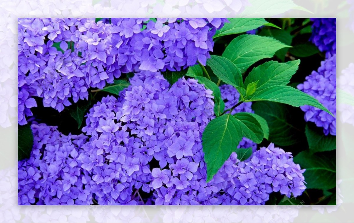 紫色绣球花植物图片