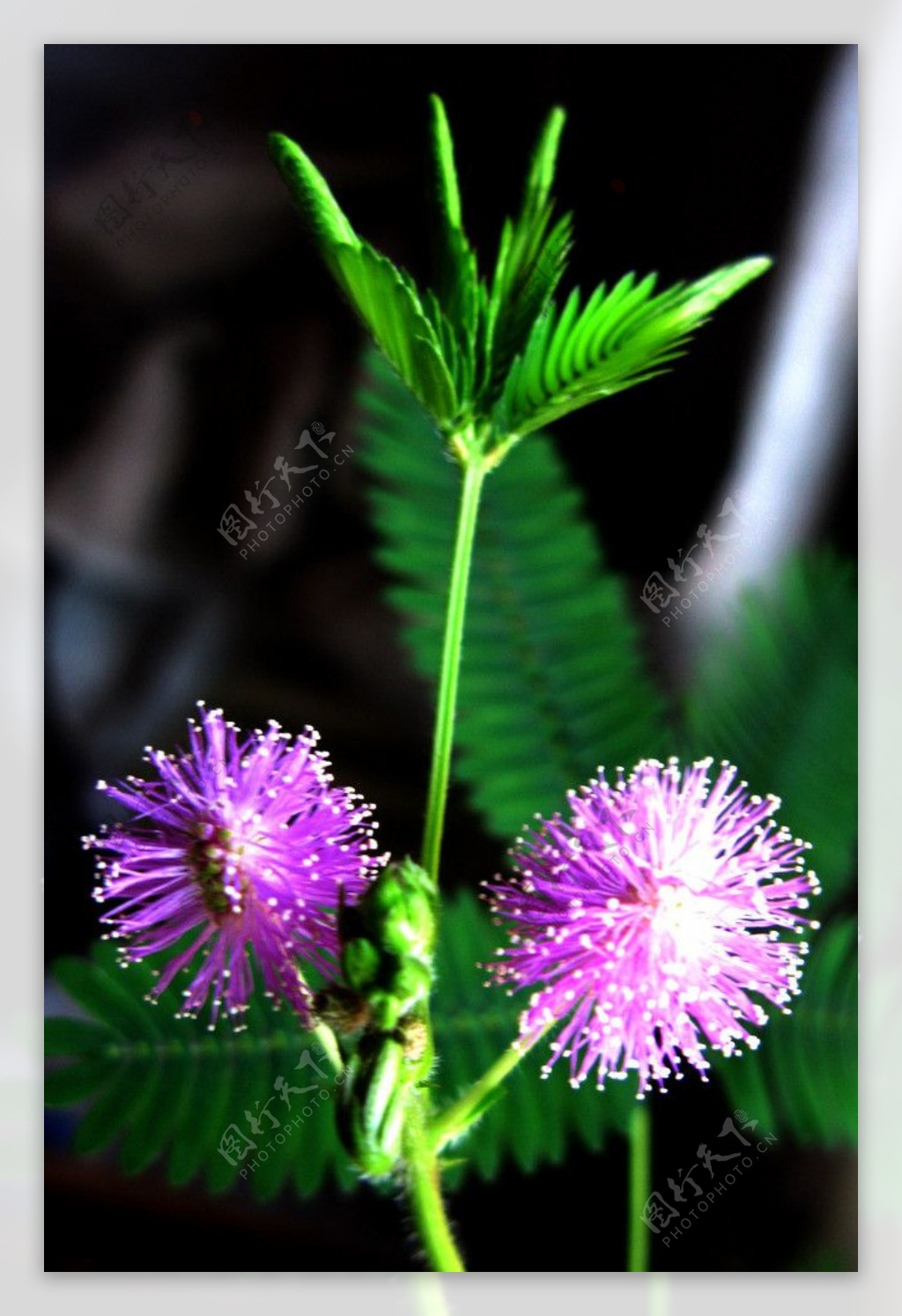 紫色小花球图片