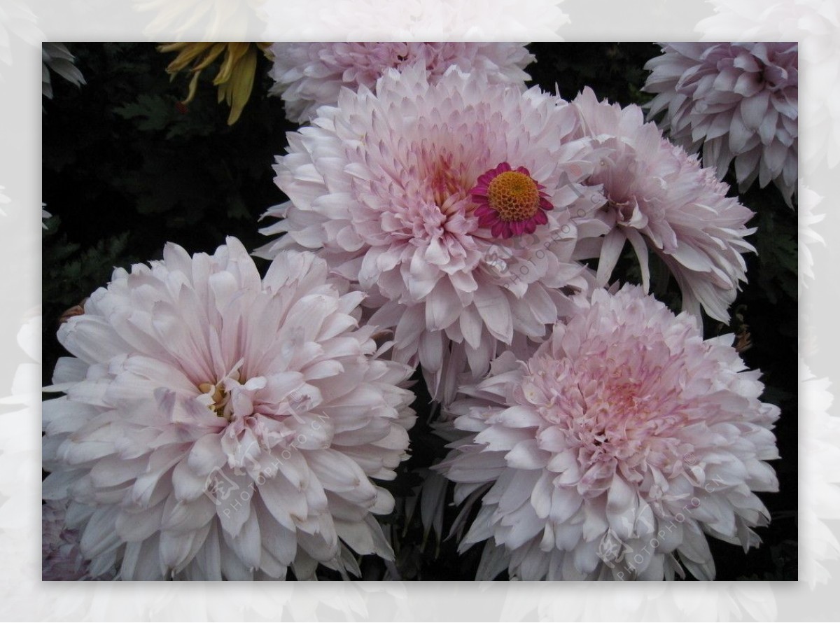菊花粉色菊花花园图片