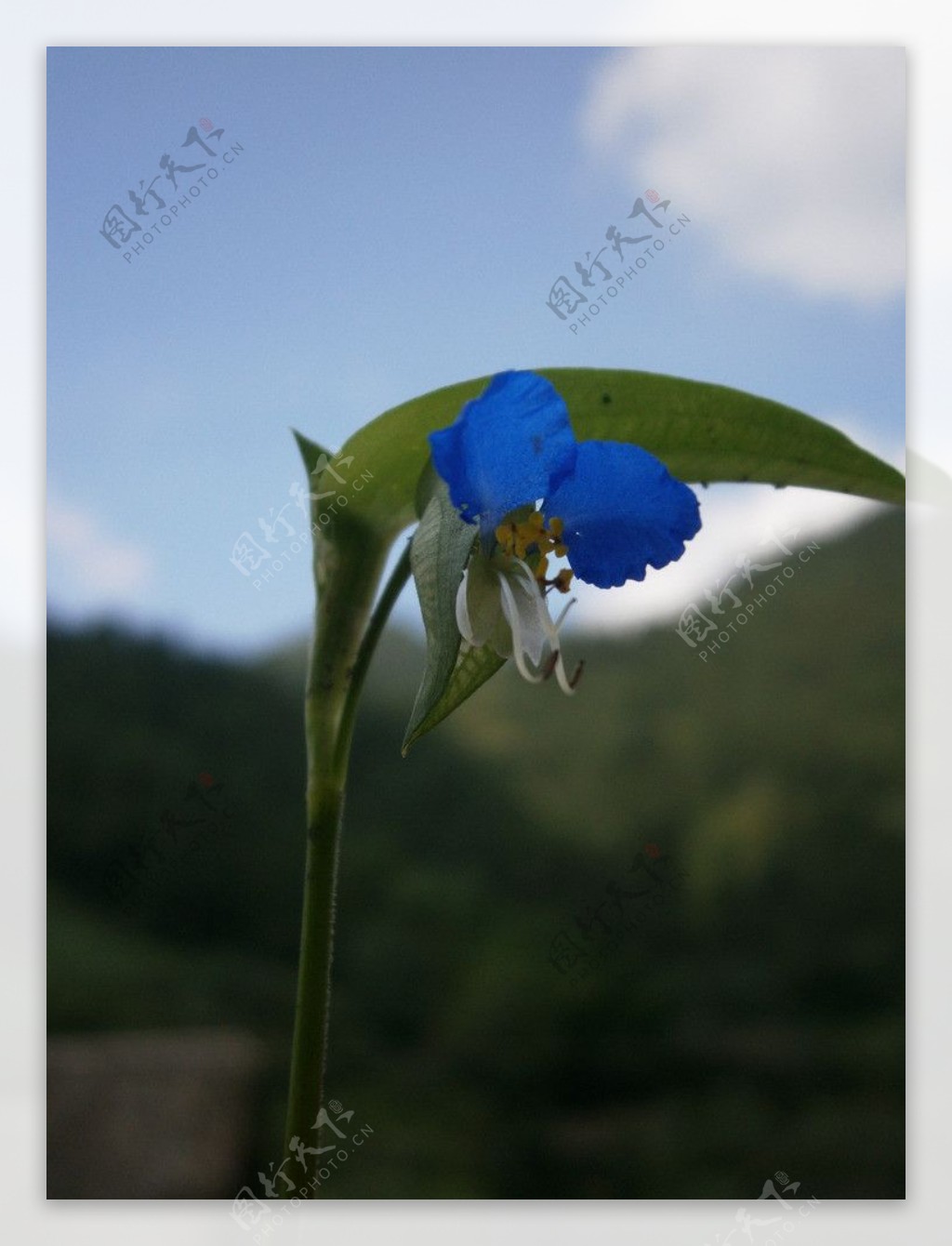 花朵向蓝天图片