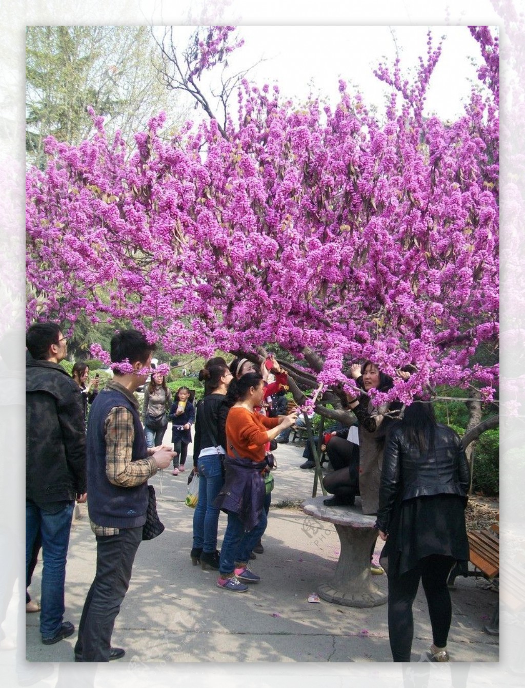 紫金花图片