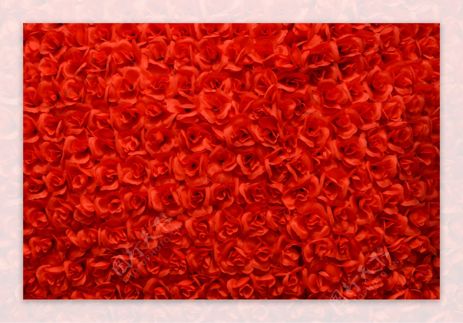 红色郁金香花墙图片