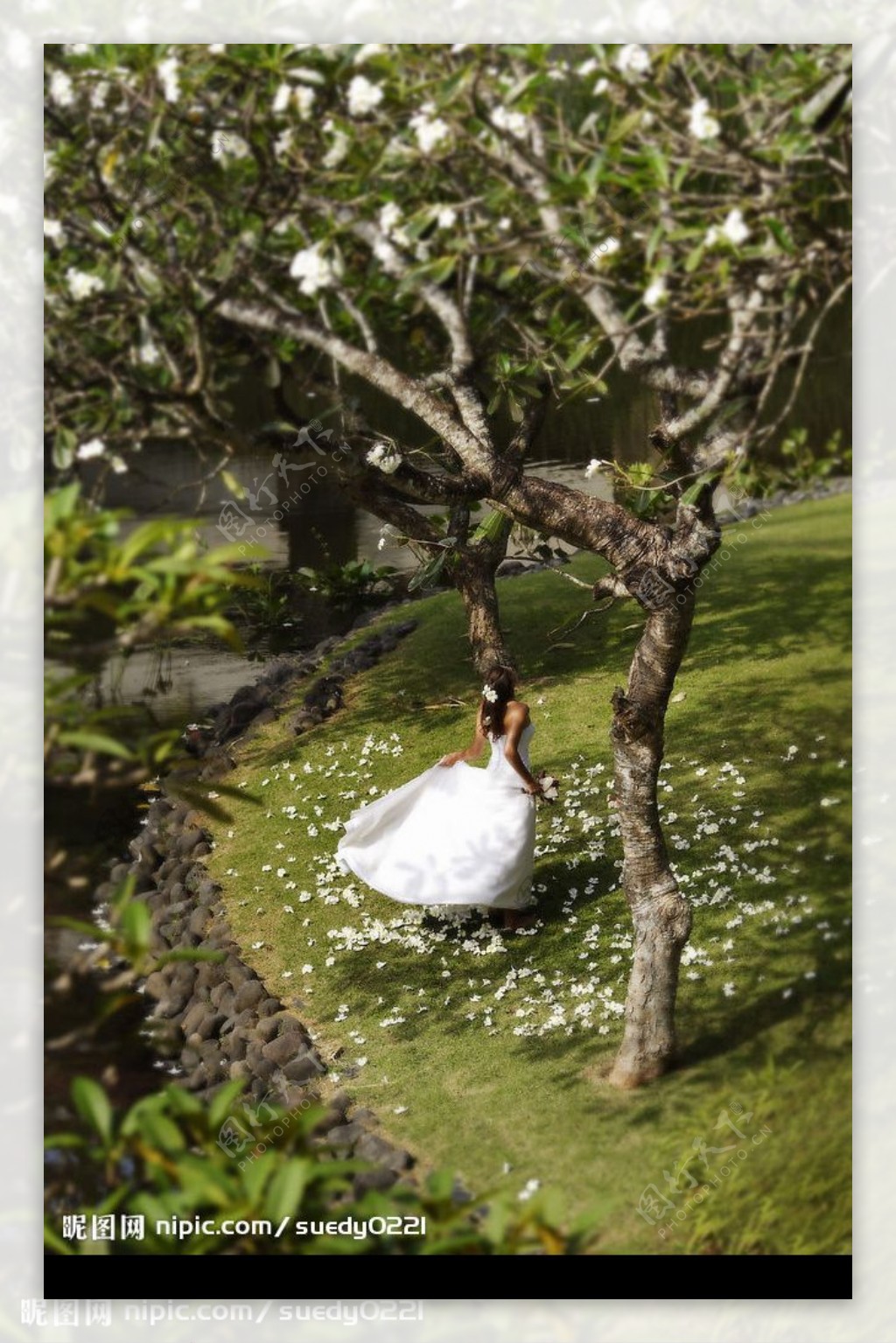鸡蛋花树下的新娘图片