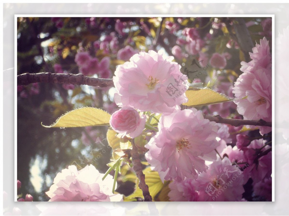 樱花花苞图片