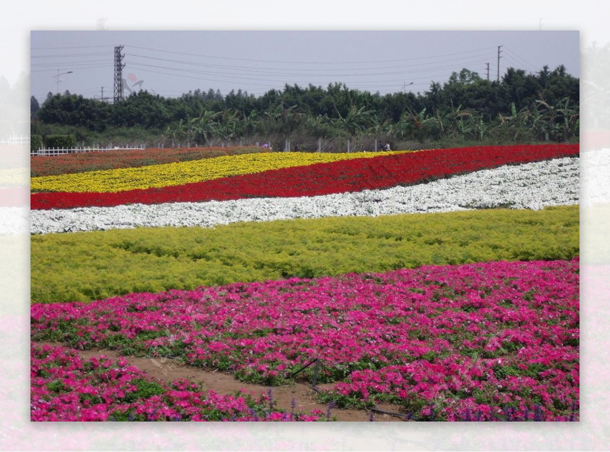 花海图片