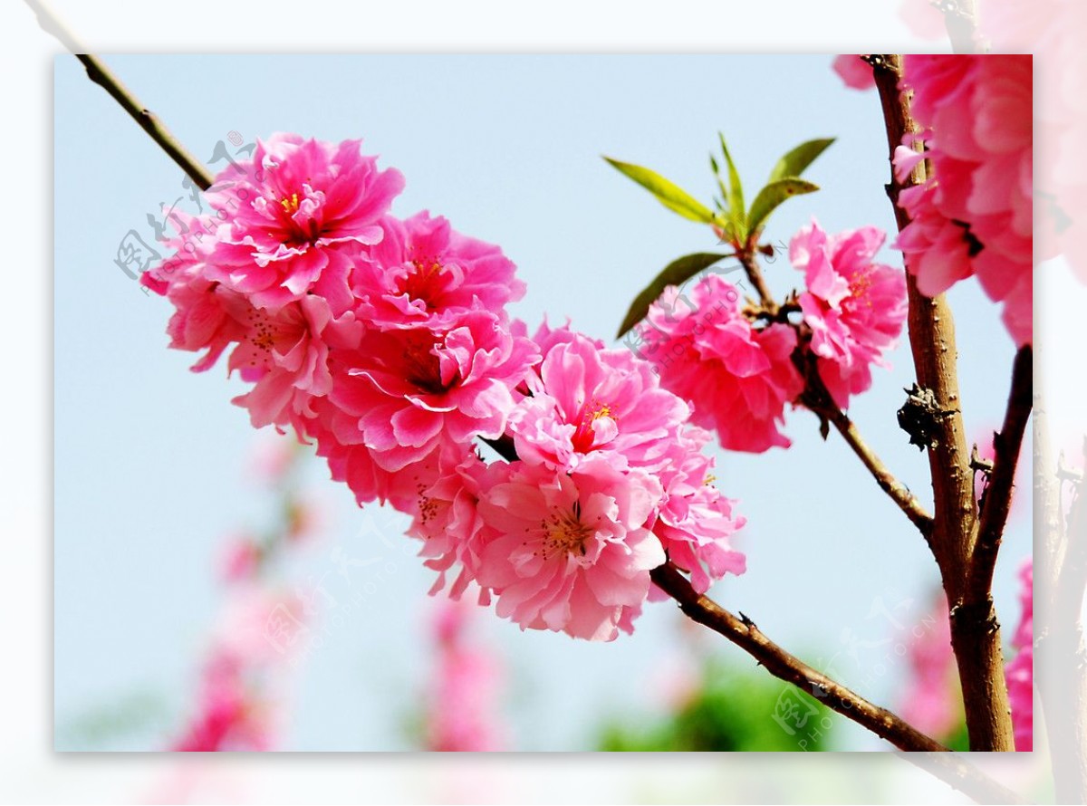 三月的桃花图片