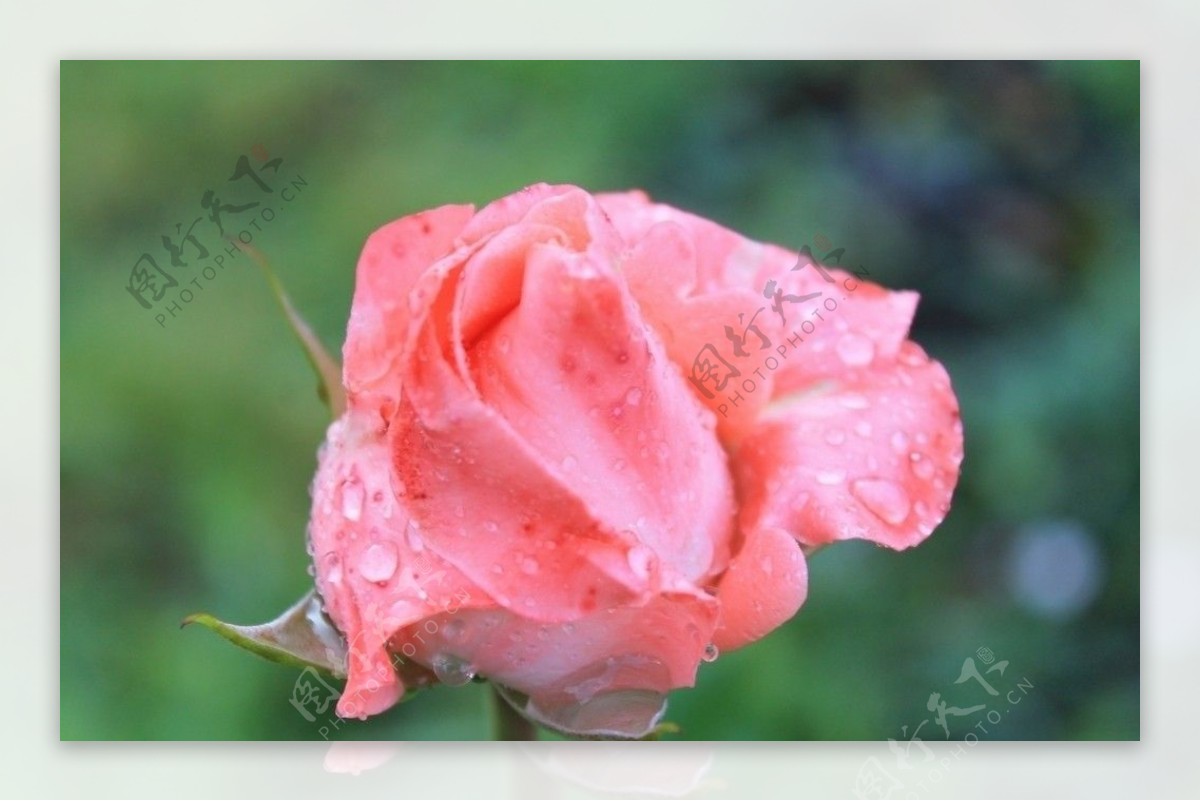 雨中玫瑰图片素材-编号14791516-图行天下
