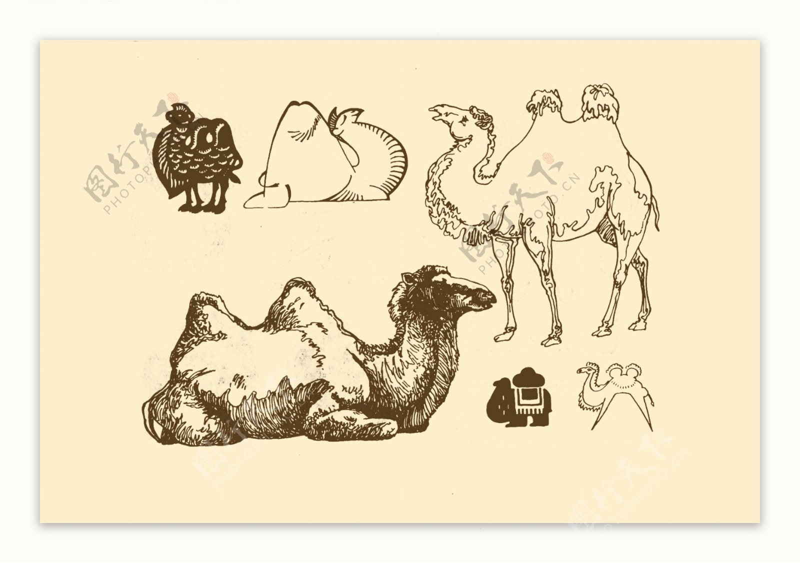 动物图案骆驼图片