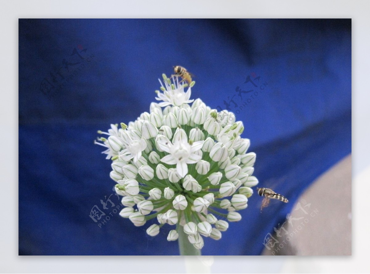 蜜蜂葱花图片