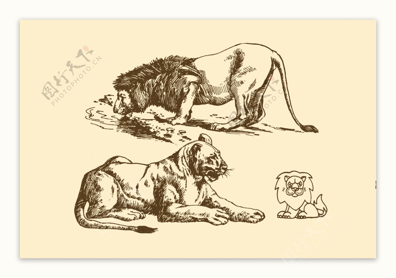 动物图案狮子图片